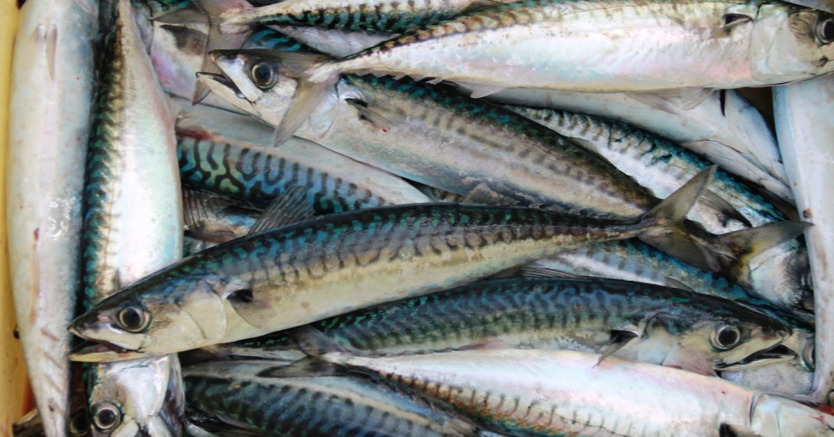 Чи дійсно скумбрія корисна: користь і шкода для здоров’я?