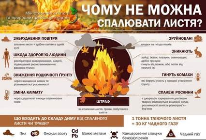 Як опале листя очищує повітря: користь для екосистеми та здоров’я