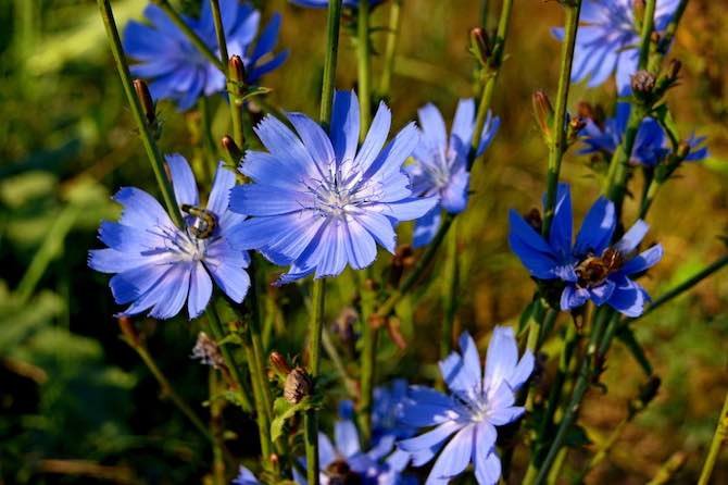 Чи корисний цикорій? Напій: користь і шкода для вашого здоров’я