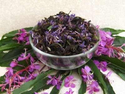 Користь іван-чаю: як рослина покращує здоров’я?