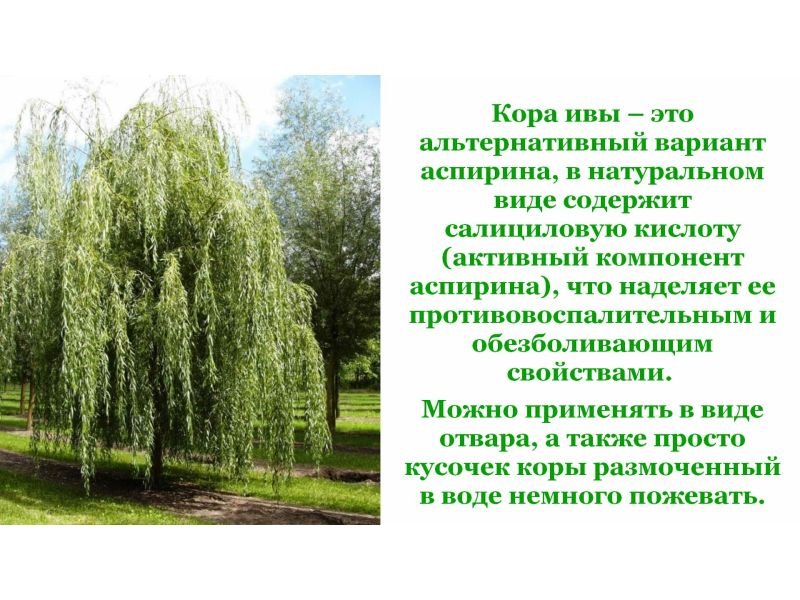 Кора верби: Яка користь і шкода для здоров’я?