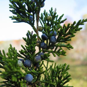 Ялівець: користь та шкода рослини для здоров’я та догляду