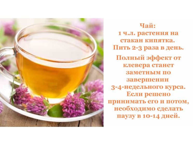 Чим корисний чай з конюшини? Досліджуємо користь для здоров’я