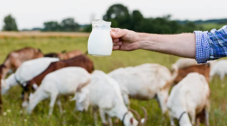 Відгуки про користь козячого молока: що кажуть споживачі?