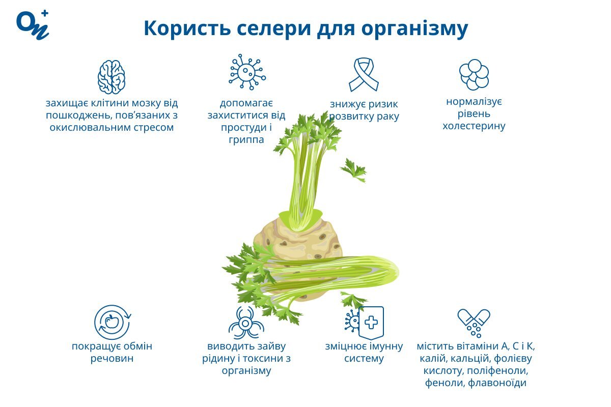Як селера впливає на здоров’я: користь овоча для організму?