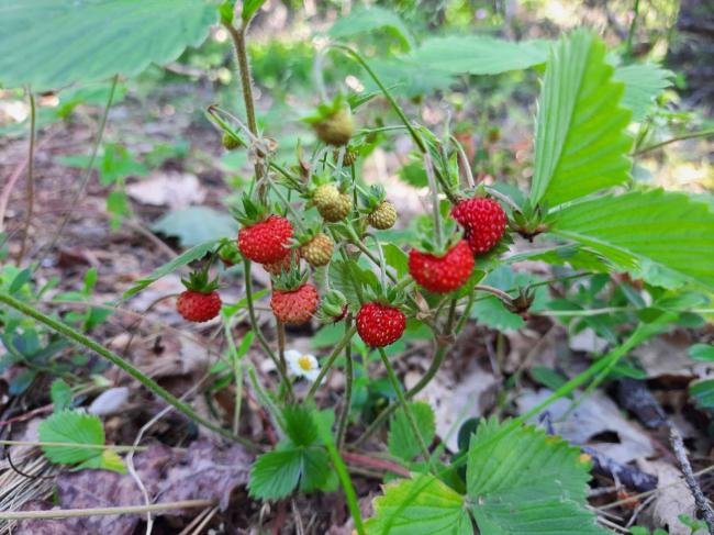 Чому суниця: розкриття користі для здоров’я і краси вашого тіла