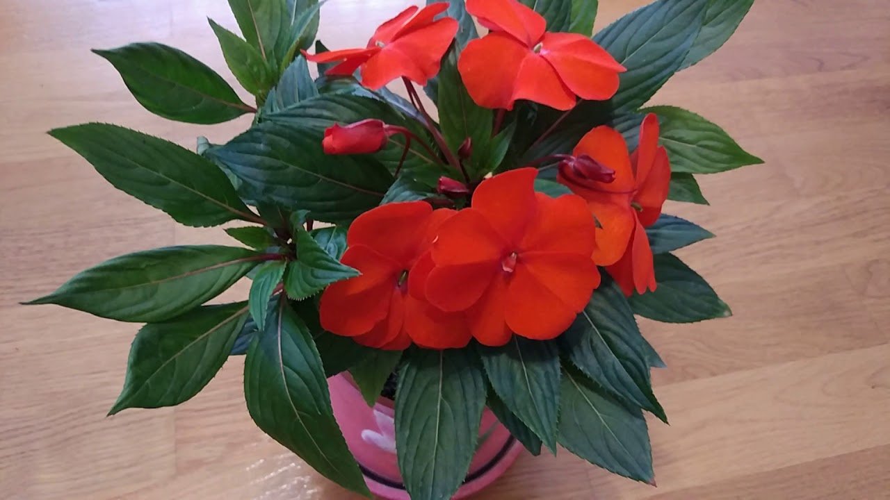 Користь бальзаміну квітка: як ця рослина покращує здоров’я?