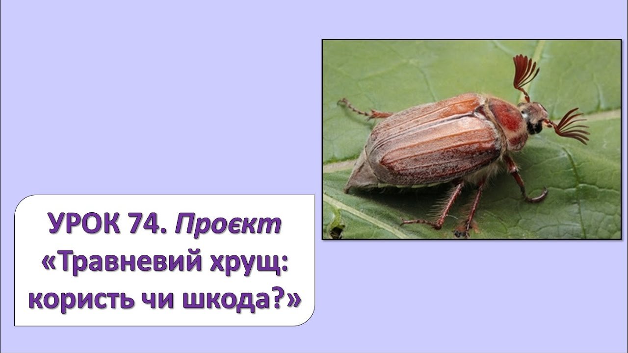 Травневий хрущ: користь чи шкода для учнів 2 класу?