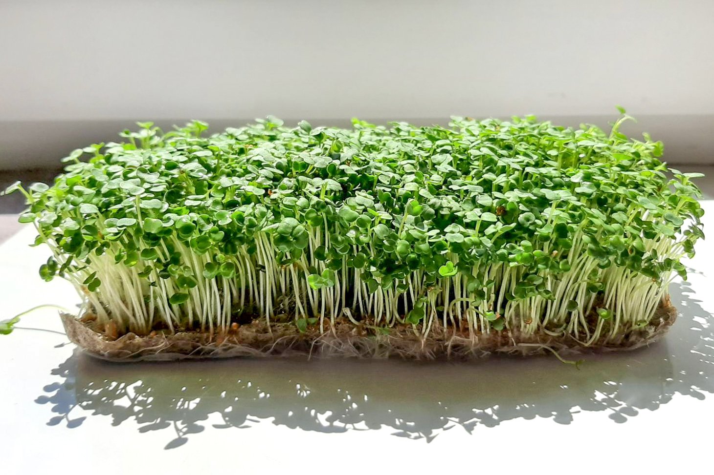 Чому користь мікрозелені важлива для здоров’я: ваші переваги