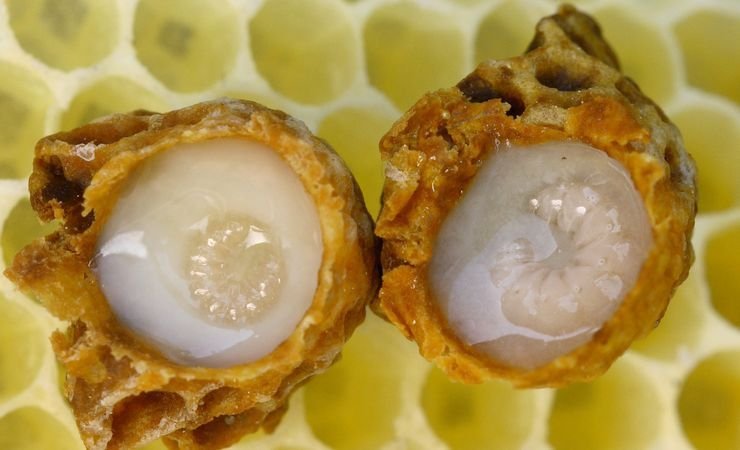 Як маточне молочко покращує здоров’я: основні переваги і користь