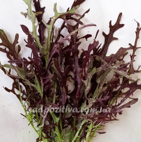 Мізуна червона: користь і шкода для здоров’я – основні факти