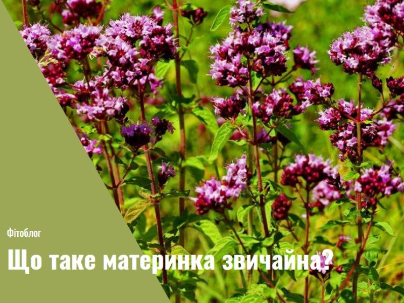 Чи варто вживати материнку: користь і шкода для організму?
