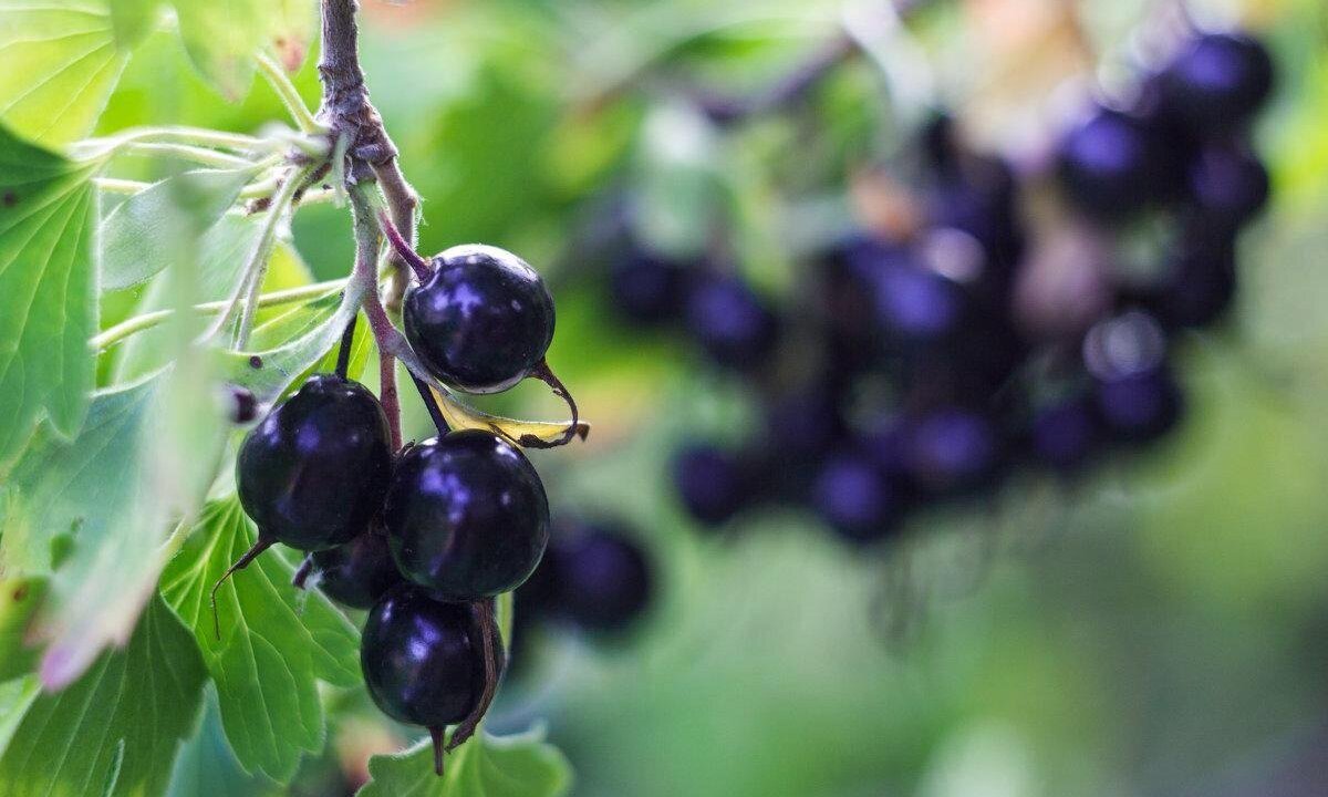 Йошта: Користь для здоров’я та чому варто додати в раціон?