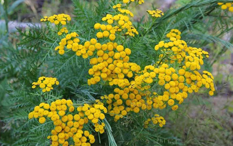 Пижма: користь і шкода для здоров’я – чи варто використовувати?