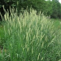 Пирій: користь і шкода для здоров’я – що потрібно знати?