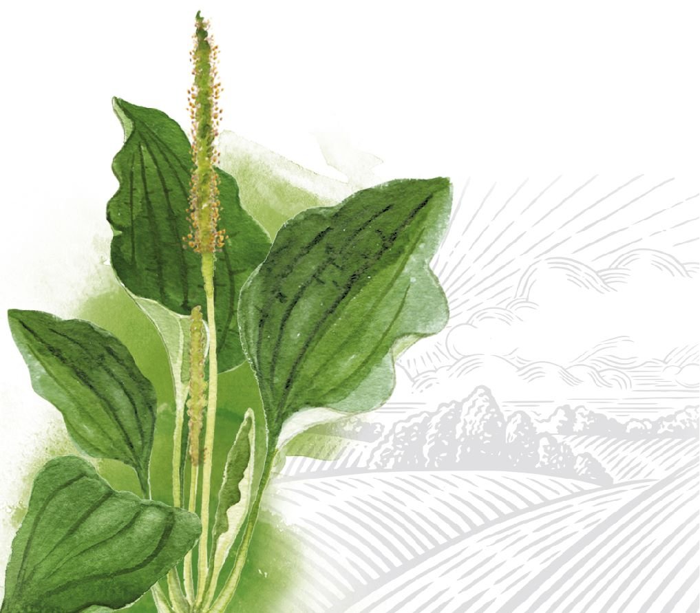 Чи корисний подорожник: розкриваємо користь і шкоду рослини