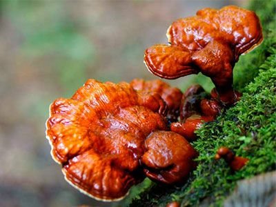 Які переваги гриба рейші? Рекомендації та користь для здоров’я