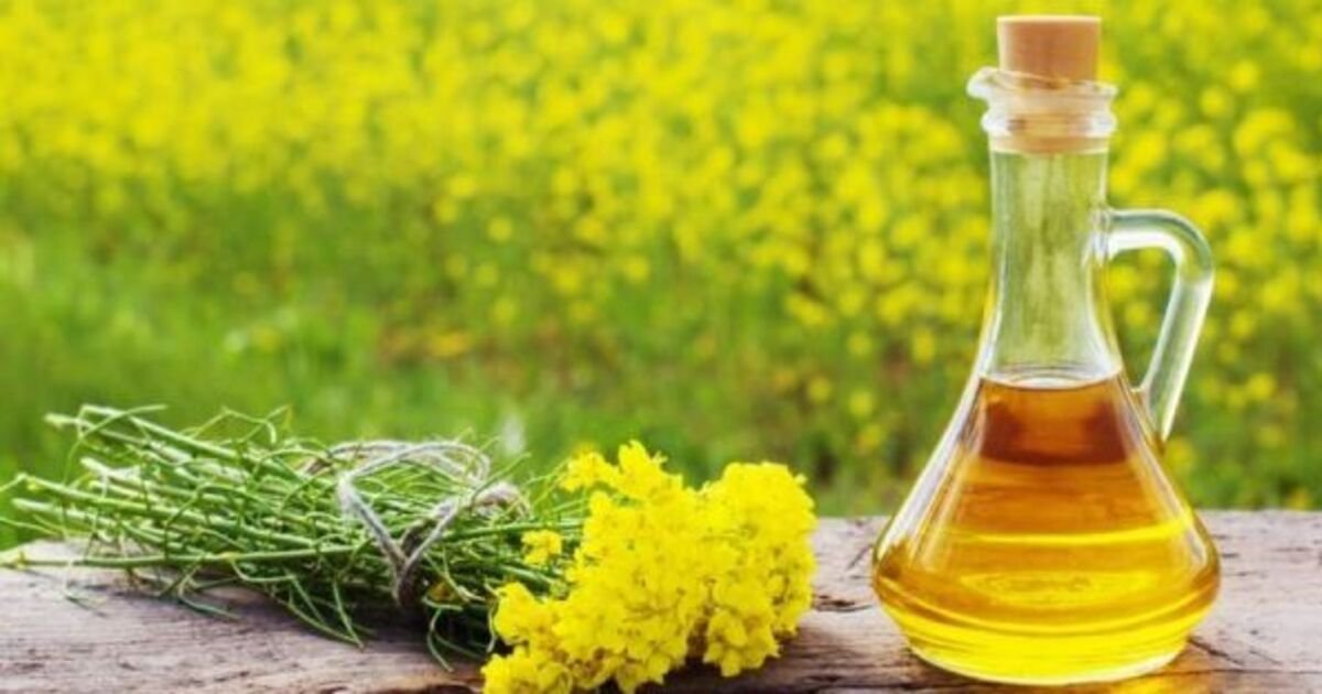 Ріпакова олія: користь і шкода для здоров’я – наукові факти