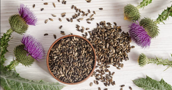 Розторопша: користь і шкода для здоров’я – детальний розбір