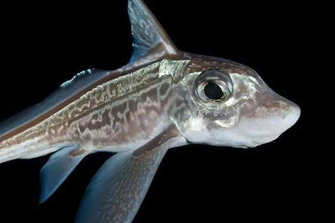 Риба заєць: чи варто споживати і які її користь та шкода?