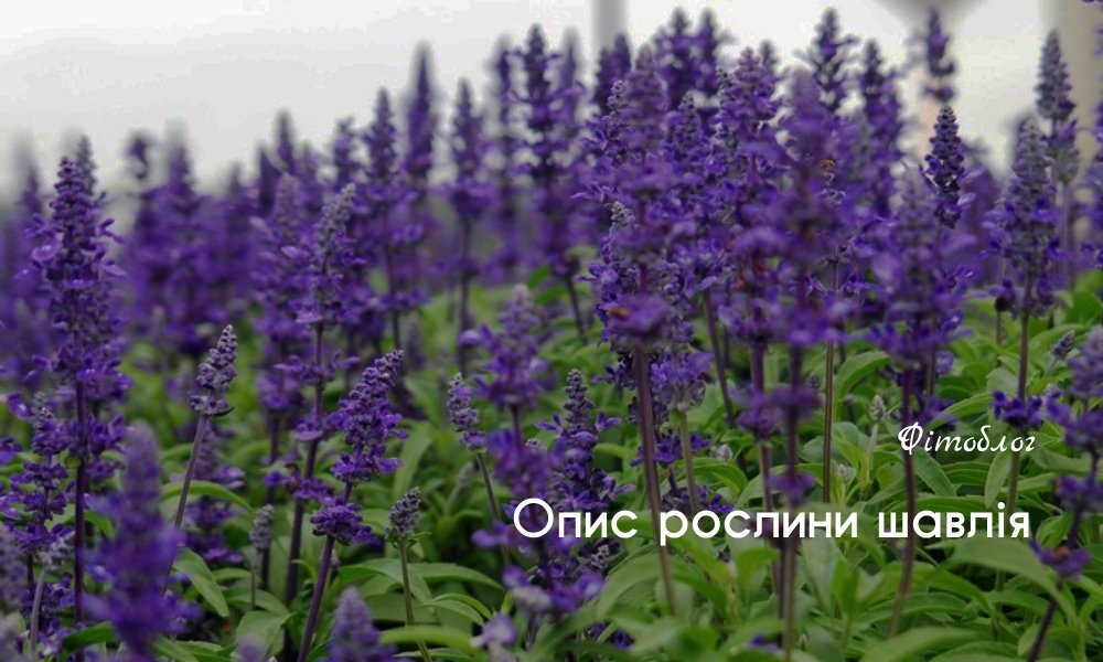 Чим корисна шавлія? Відкрийте для себе всі переваги трави!