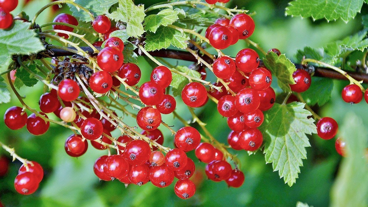 Червона смородина: користь і шкода для здоров’я – що варто знати?