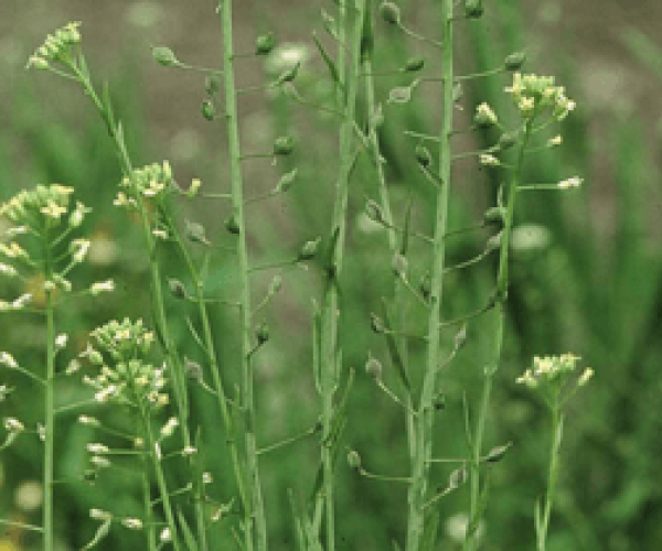 Рижій: Користь і Шкода – Вплив на Здоров’я та Застосування