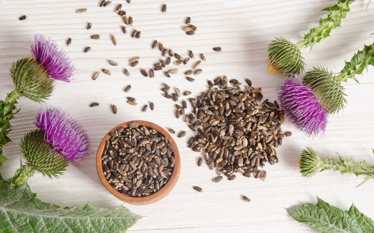 Чим корисний шрот розторопші для вашого здоров’я: основні переваги