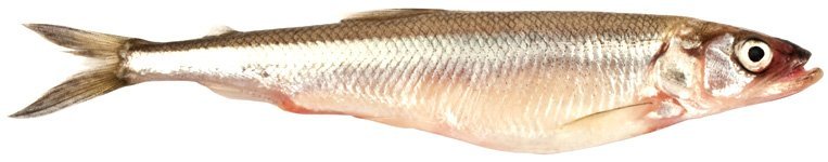 Риба корюшка: користь та харчові властивості цього делікатесу