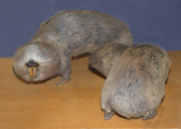 Чи приносить користь природі сліпак піщаний: вивчаємо вплив виду?