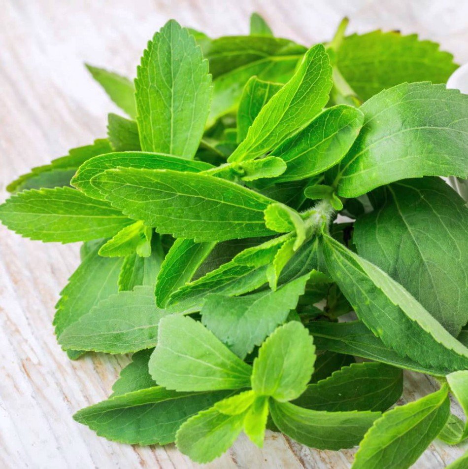 Чи справді стевія корисна? Користь і шкода натурального підсолоджувача