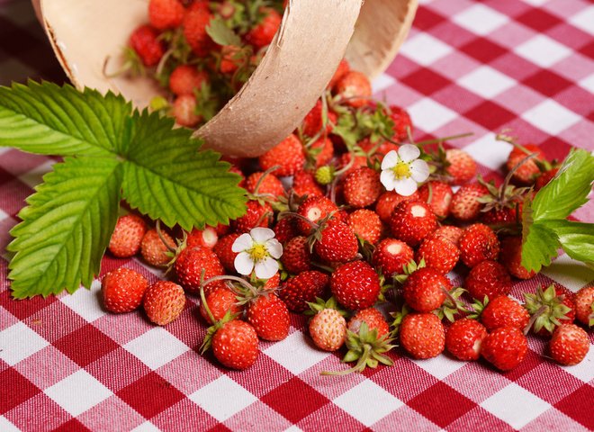 Яка користь суниці для здоров’я і чому її варто вживати щодня?