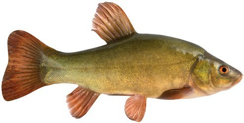 Яка користь риби лин: здоров’я, поживність та особливості споживання?