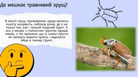 Яка користь від травневого хруща для довкілля та садівництва?