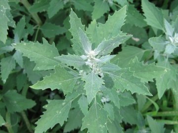 Яка користь від рослини лобода? Відкрийте для себе переваги!