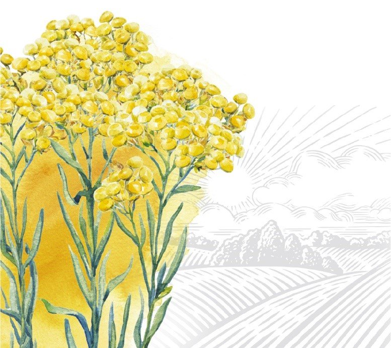 Безсмертник: користь і шкода для здоров’я — все, що потрібно знати