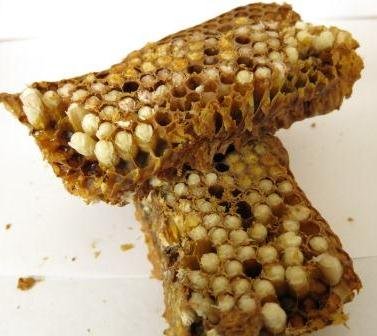 Трутневе молочко користь: які переваги для здоров’я та організму?