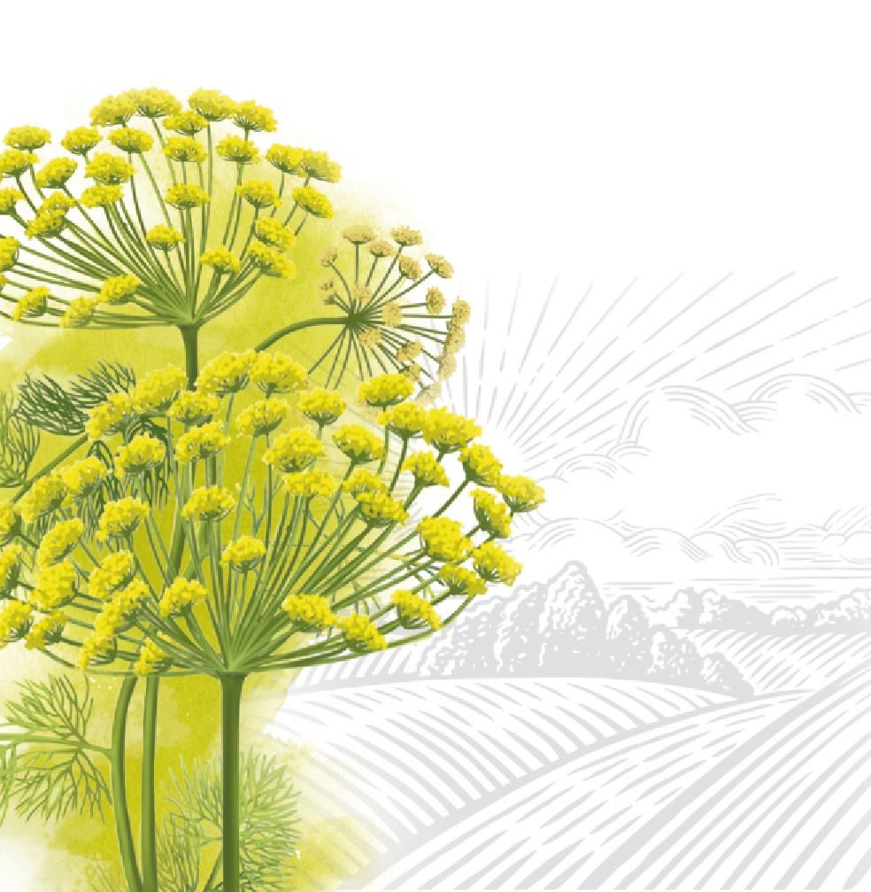 Яка користь кропу для жінок: здоров’я, краса та самопочуття?