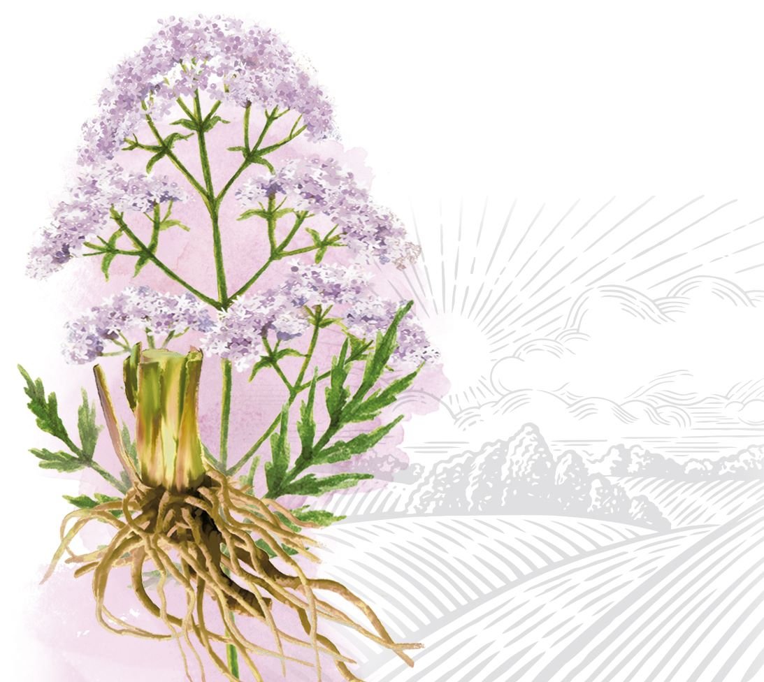 Як корінь валеріани впливає на здоров’я: користь та можливі шкоди?