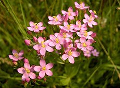 Золототисячник: користь і шкода, які важливо знати для здоров’я