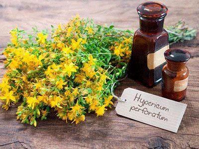 Звіробій чай: яка користь для здоров’я та як правильно вживати?