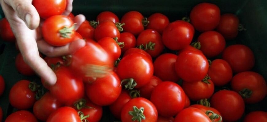 Чи можна їсти помідори при цирозі печінки: рекомендації експертів