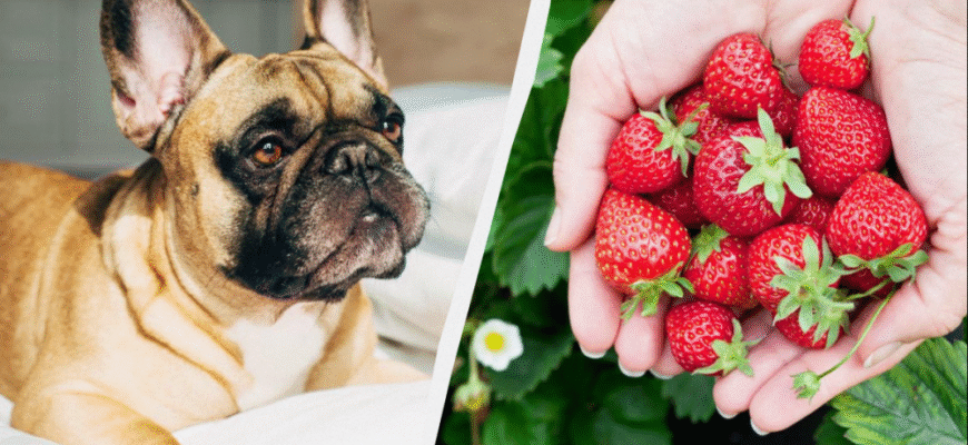 Чи можна собакам полуницю: безпечність та користь ягід для улюбленців