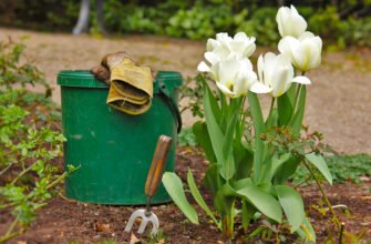 Чи можна садити тюльпани весною: поради та рекомендації для садівників