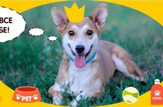 Соціальний проєкт допомога тваринам: як ми змінюємо життя