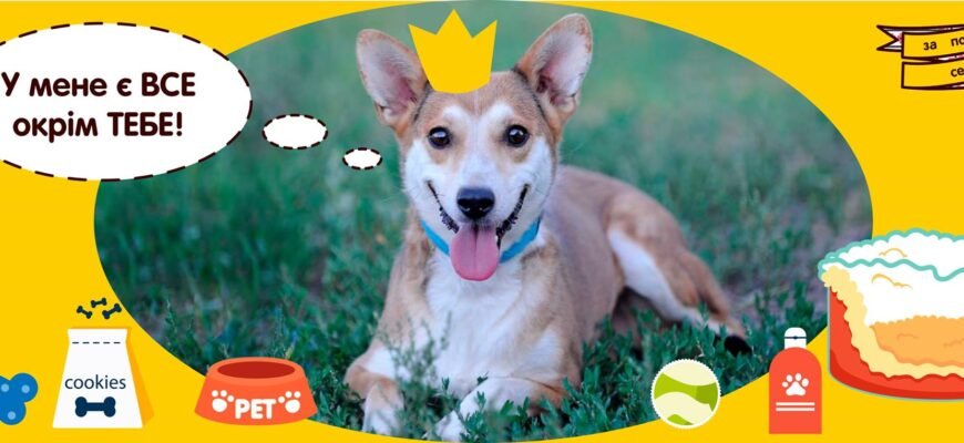 Соціальний проєкт допомога тваринам: як ми змінюємо життя