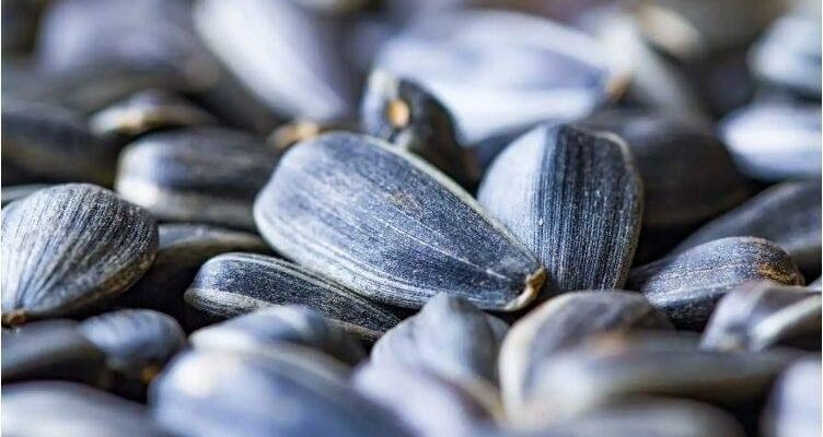 Чи можна їсти соняшникове насіння при цукровому діабеті: поради експертів