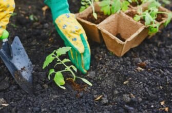 Чи можна садити картоплю в Чистий четвер: традиції та поради