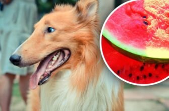 Чи можна собакам кавун: користь і ризики для здоров’я улюбленця