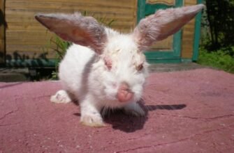 Міксоматоз кролів: чи безпечне м’ясо для вживання людиною?